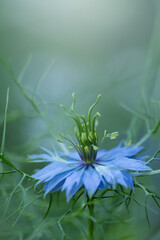 Botaniczny niebieski kwiat, Czarnuszka Damasceńska (Nigella sativa L.), tło kwiatowe, tapeta © anettastar