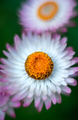 A full frame image of a “Paper Daisy” plant, a symbol of enduring happiness, resilience, and the ability to withstand challenges, is seen on a spring day in Manistique, Michigan.