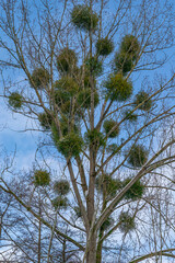 pine tree branches against sky