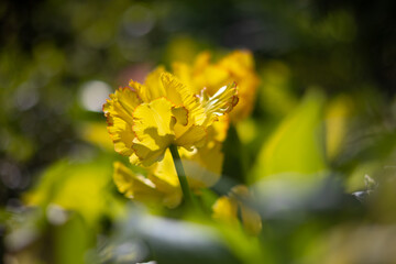 Tulipany, żółte kwiaty wiosenne, efekt bokeh, tło lub tapeta kwiatowa © anettastar