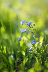 Niezapominajka błotna (Myosotis scorpioides L.), niebieskie kwiaty, sezon wiosenny w ogrodzie, jasne tło lub jasna tapeta