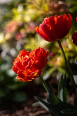 Tulipany, czerwone kwiaty wiosenne, efekt bokeh, tło lub tapeta kwiatowa © anettastar