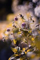 Fioletowe kwiaty, fioletowy kwiat orlik (Columbine flower) © anettastar