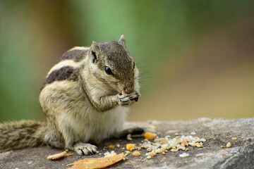 Squirrels are members of the family Sciuridae, a family that includes small or medium-sized rodents. The squirrel family includes tree squirrels, ground squirrels, and flying squirrels. 