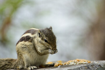 Squirrels are members of the family Sciuridae, a family that includes small or medium-sized rodents. The squirrel family includes tree squirrels, ground squirrels, and flying squirrels. 