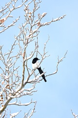 bird on a branch
