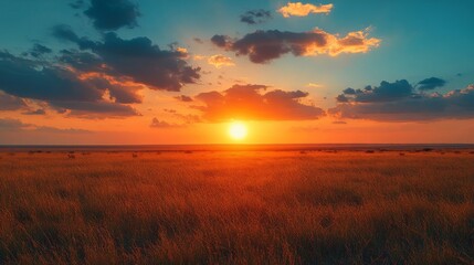 Obraz premium Breath-taking sunset over golden grassland with vibrant sky hues in a serene landscape