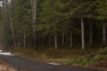 Foggy icy Lake and Forest in Early Spring, Mosåsen Hiking Area, Norway - silent Nordic Landscape Awakening from Winter