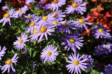 mit Tautropfen besetzte, violette Aster (Asteraceae) blüht vor Thunberg-Berberitze (Berberis thunbergii) in einem sonnigen Garten
