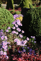 Violette Aster (Asteraceae) blüht neben Buchsbaum und Zwergkiefer in einem sonnigen Garten