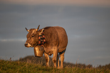 Braunvieh geschmückt für den Viehscheid