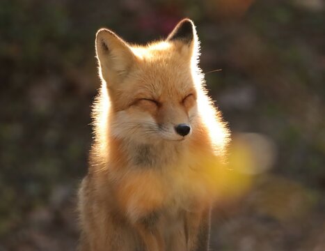 Gorgeous Moment of Peace Red Fox in Warm Sun Nap Time Homosassa Springs