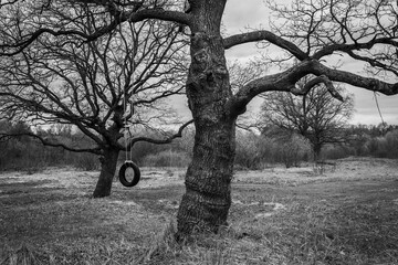 Black and white autumn landscape. Silhouettes of trees without leaves in the field.