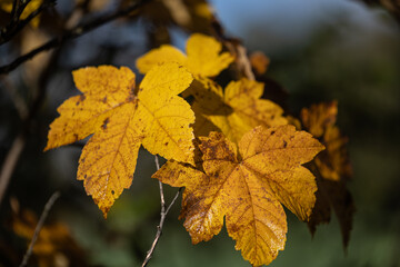 Herbstliche Ahornblätter