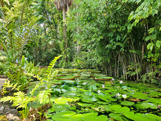 tropical forest Water lilies in the garden. Amazon flowers. Brazil .Vitória Regia garden