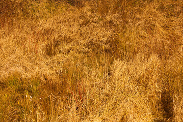 Tall Yellow Grass at Night Background Texture