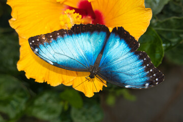 The blue Mofo butterfly