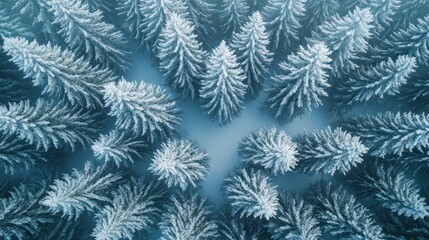 Aerial View of Snow Covered Evergreen Trees in Winter