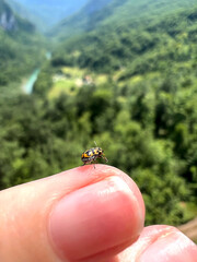 ladybug sits on hand