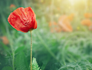 one red poppy in a clearing blown by a warm summer wind