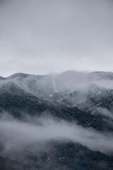 Paisaje boscoso en invierno cubierto por la nieve y la niebla