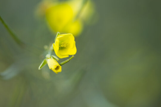 single yellow flower with pollen pistil, close-up pollen pistil of diplotaxis flower, flowers of diplotaxis plant, tiny yellow flower, tiny flower of diplotaxis