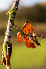 Autumn Oak Leaves on a Lichen-Covered Branch in Warm Sunlight