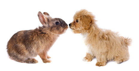 Obraz premium Isolated maltipoo puppy nose to nose with easter bunny