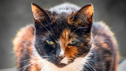 Intense Close-Up of a Tortoiseshell Cat With Piercing Yellow Eyes and Unique Fur Pattern