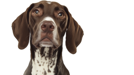 German Shorthaired Pointer, isolated on transparent background