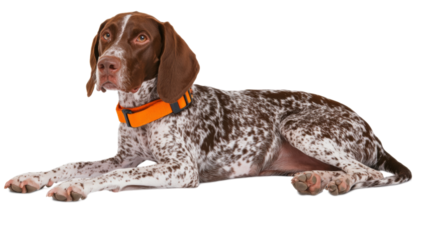 German Shorthaired Pointer, isolated on transparent background