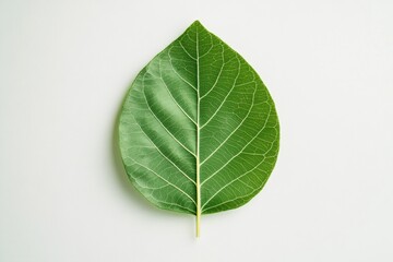 Obraz premium Biophilic Minimalism Leaf Macro Art in Green and White - Eco-Living Decor Inspiration