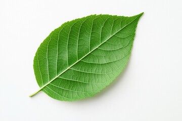Obraz premium Biophilic Branding Unleashed Single Green Leaf Macro on Pure White - Capturing Natures Vitality for Eco-Conscious Products