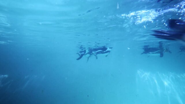 South African penguins swimming underwater.