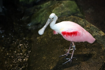 Oiseau spatule rosée