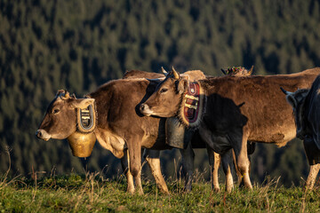 Geschm&uuml;ckte Rinder f&uuml;r den Viehscheid