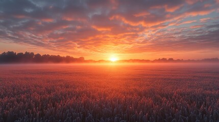 Fototapeta premium Vibrant Sunrise Over Foggy Field Of Wheat