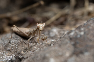 Portrait of a praying mantis ameles decolor sitting on a rock