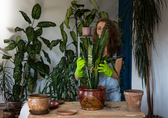 Woman planting houseplants indoors home gardening