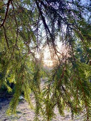 Fototapeta premium pine tree branches