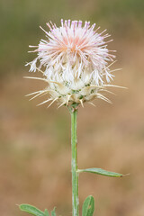 wild plants. prickly plant photos.