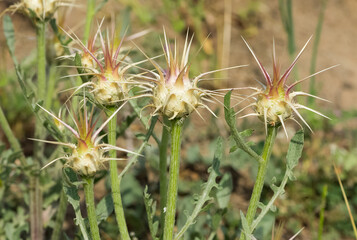 wild plants. prickly plant photos.