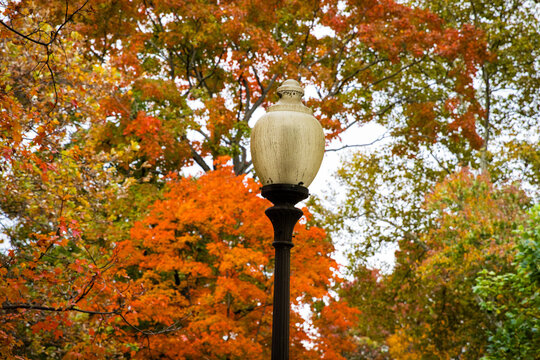 Lamp Post with Fall Leaves