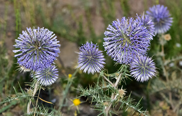 plants growing in natural areas. natural thorn photos.