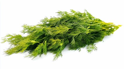 Fototapeta premium Fresh dill bunch isolated on white.