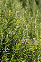 close up of rosemary