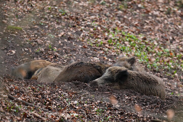 Dzik euroazjatycki, dzik, (Sus scrofa) © Bartosz Rakoczy