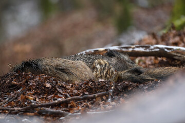 Dzik euroazjatycki, dzik, (Sus scrofa) © Bartosz Rakoczy
