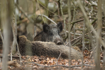 Dzik euroazjatycki, dzik, (Sus scrofa) © Bartosz Rakoczy