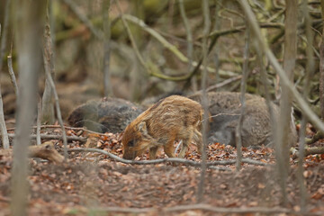Dzik euroazjatycki, dzik, (Sus scrofa) © Bartosz Rakoczy